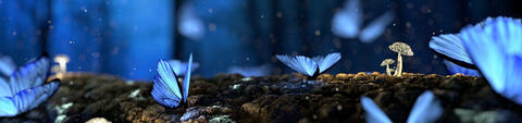 Blue butterflies Blue butterflies