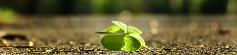 4 leave clover 4 leave clover