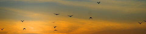 Sky with birds Sky with birds