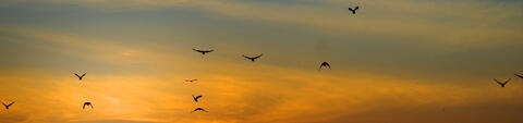 Sky with birds