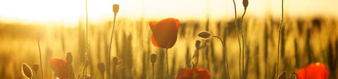 Poppies Poppies